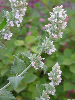 HIERBA GATERA (NAPETA BLANCA)