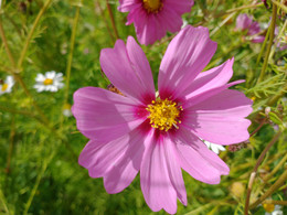 COSMOS MIX ORGÁNICO