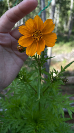 Cosmos Naranja