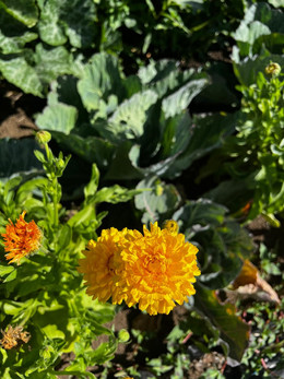 CALÉNDULA MIX ORGÁNICA