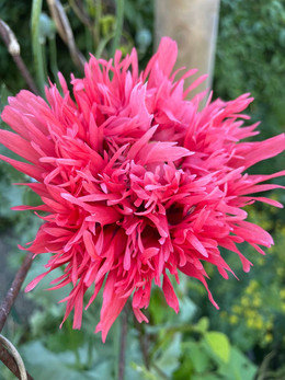 Amapola Chascona Grande