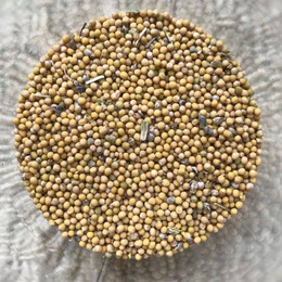 Mostaza De Semilla Blanca