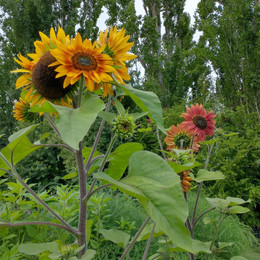 Maravilla Multicolor