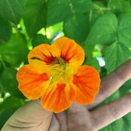 Capuccina Mix