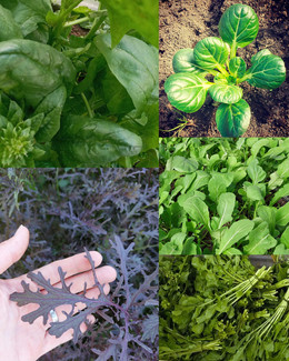 PACK HOJAS FRESCAS PARA EL INVIERNO