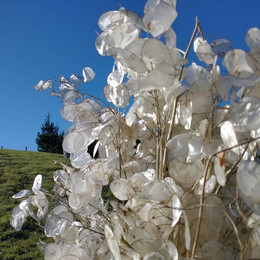Lunaria