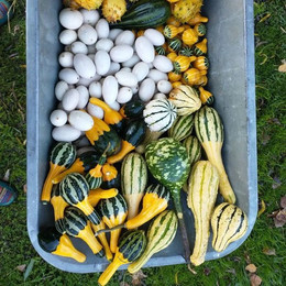 Calabacitas Ornamentales