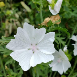 Malva Cordón Blanco