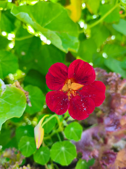 CAPUCHINA MIX