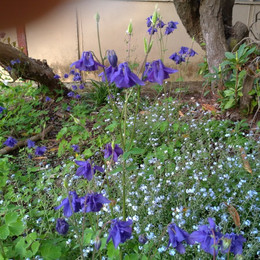 Aquilegia Morada
