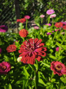 Zinnias