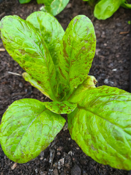 Lechuga manchas de trucha