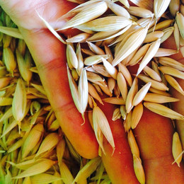 AVENA BLANCA ORGÁNICA