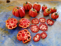 TOMATE MUSHROOM BASKET