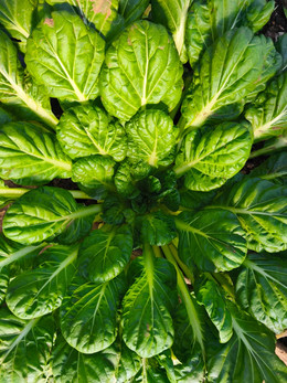 TATSOI ORGÁNICO