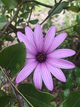 MARGARITA AFRICANA ORGÁNICA