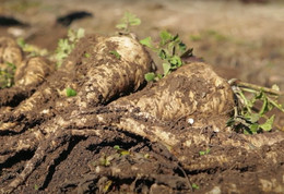 PASTINACA ORGÁNICA