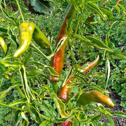 Ají Cacho De Cabra
