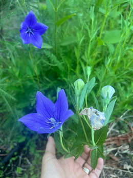 Baloon Flower