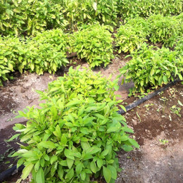 Albahaca Limona