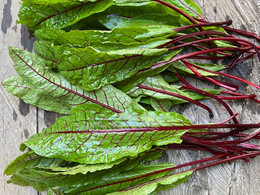 RUMEX ROJO ORGÁNICO