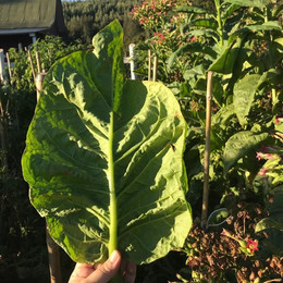 TABACO ORGÁNICO