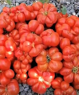 Tomate De Viaje