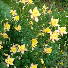 Aquilegias Mix