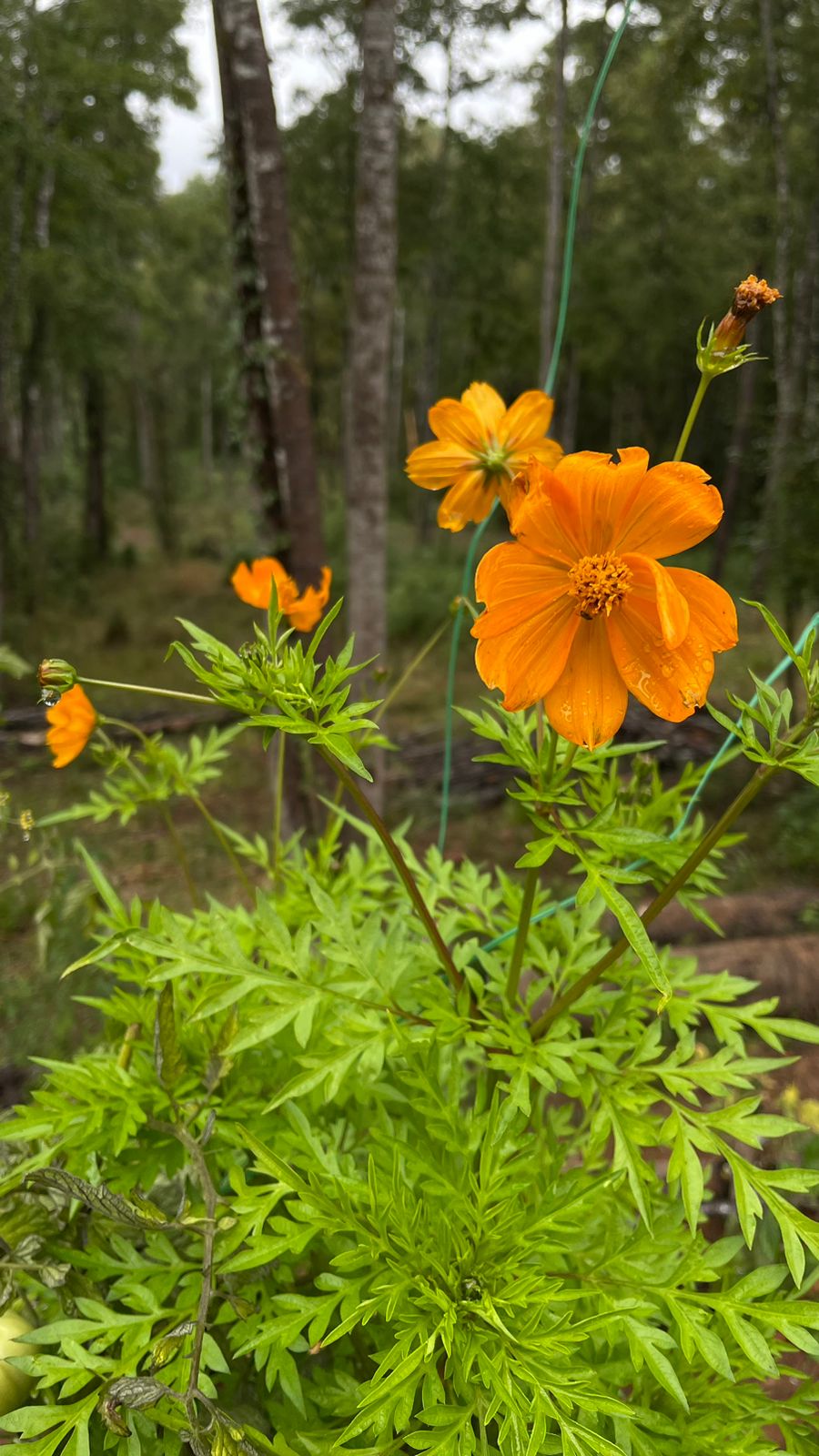 Cosmos Naranja