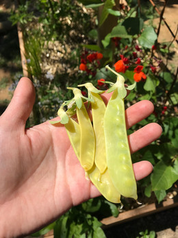 Arveja Sinhila Amarilla