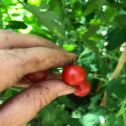 TOMATE TENCA ROJO