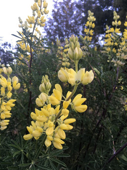 Lupino Amarillo de Mar 