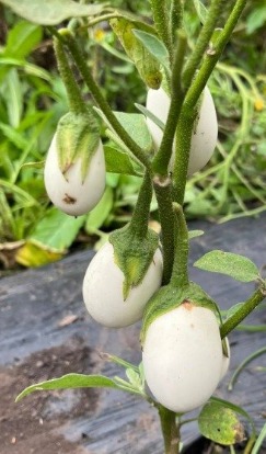 BERENJENA WHITE EGG