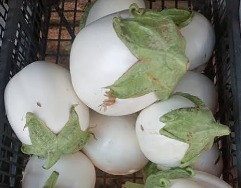 BERENJENA WHITE EGG