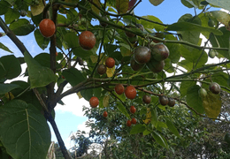 Tomate de Arbol