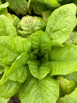 Lechuga Celtuce