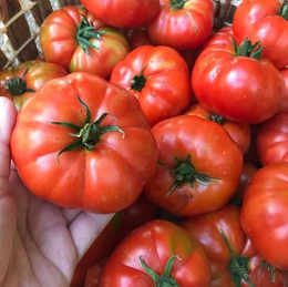 Tomate Limachino