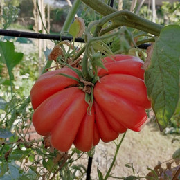 Tomate Zapoteca
