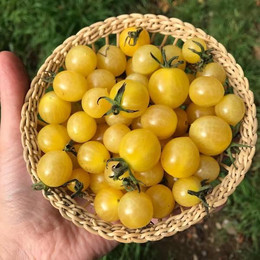 Tomate Cherry Amarillo