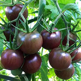 Tomate Cherry Vino (Peace Wine)