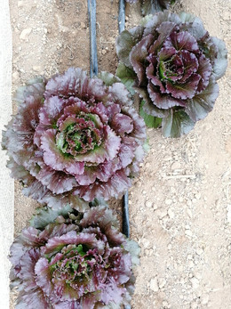 LECHUGA ICEBERG DIAVOLETTA