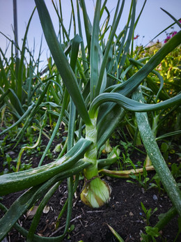 CEBOLLA VALENCIANA