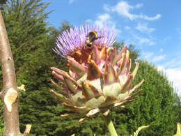 Alcachofa
