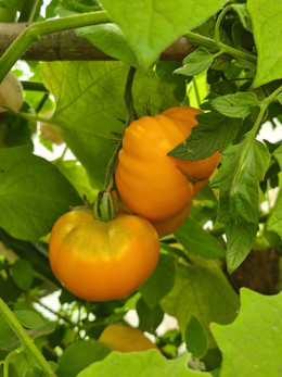 Tomate Naranja