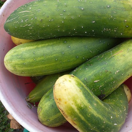 Pepino