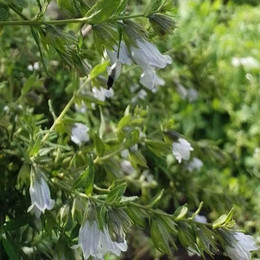 Salvia de Monte