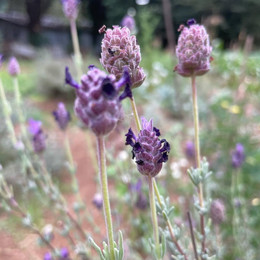 Lavanda Lila