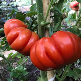 Tomate Costoluto