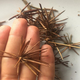 ALFALFA CHILOTA ORGÁNICA