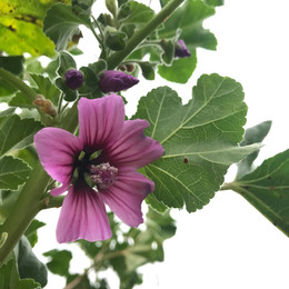 Malva Gigante